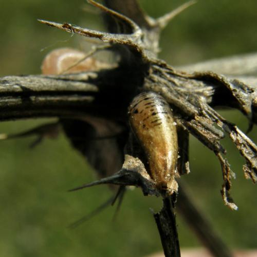 Sphaerophoria scripta