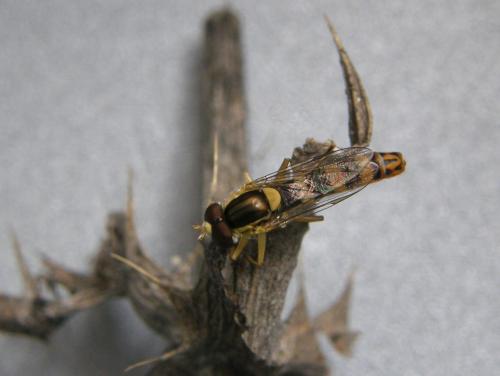 Réf. 66 718 : Sphaerophoria scripta