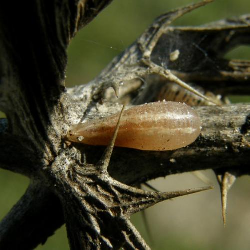Sphaerophoria scripta