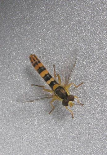 Réf. 66 719 : Sphaerophoria scripta