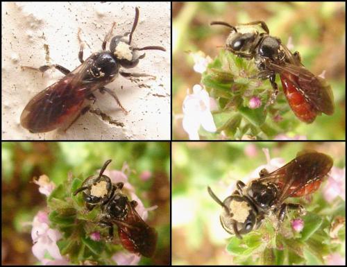Sphecodes sp.
