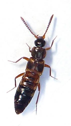 Réf. 66 913 : Pella limbata