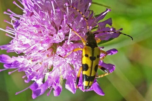 Rutpela maculata