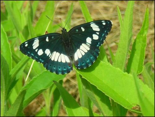 Limenitis reducta