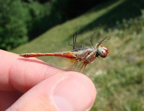 Sympetrum fonscolombii