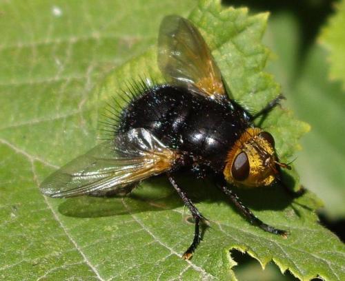 Réf. 66 820 : Tachina grossa
