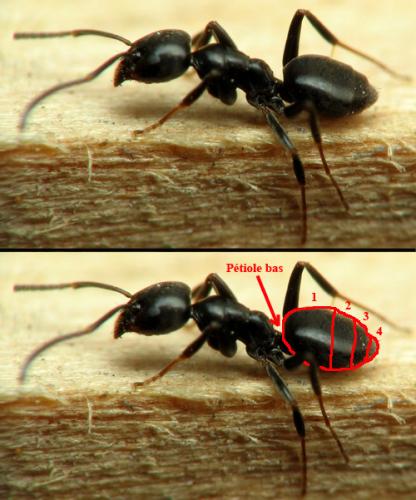 Tapinoma madeirense