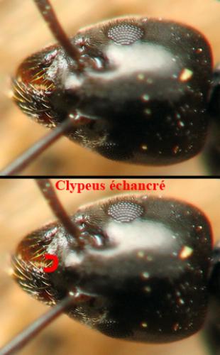 Tapinoma madeirense