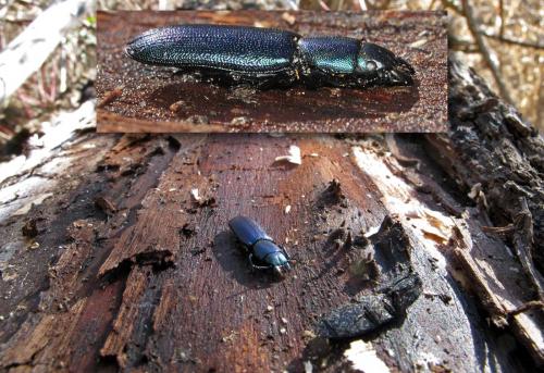 Temnoscheila caerulea