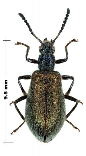 Lagria sp.