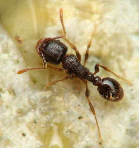 Réf. 66 712 : Tetramorium sp.