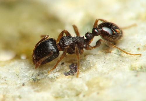 Réf. 66 713 : Tetramorium sp.