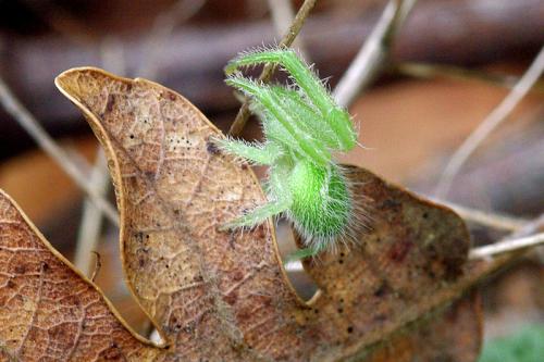 Heriaeus sp.