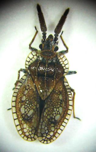 Dictyonota marmorea