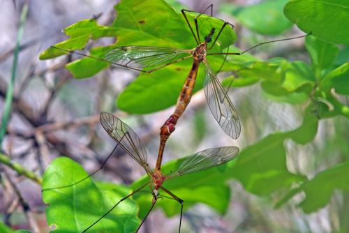 Réf. 66 567 : Tipula bezzii