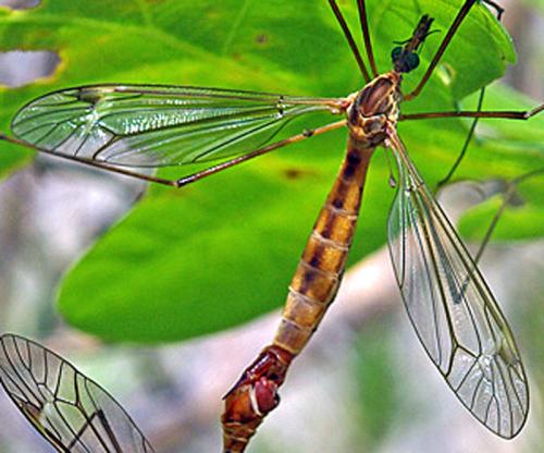 Réf. 66 577 : Tipula sp.