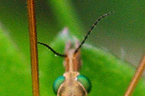 Tipula bezzii