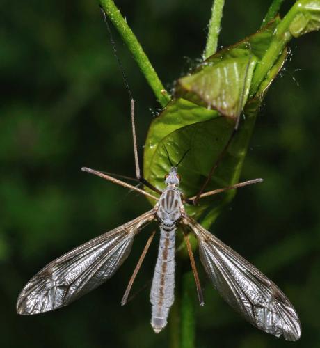 Tipula sp.