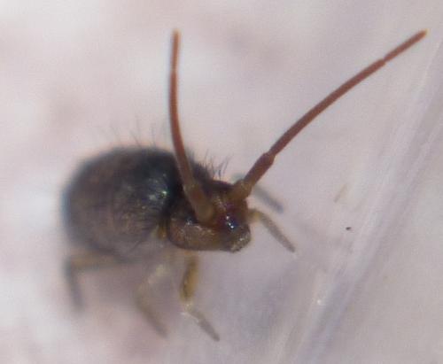 Tomocerus sp.
