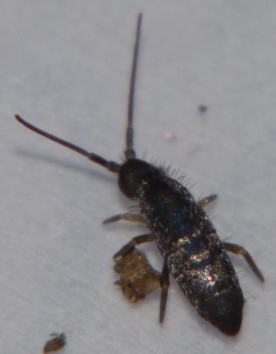 Tomocerus sp.