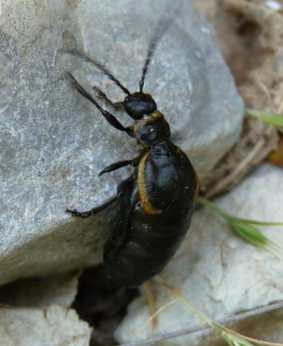 Réf. 66 121 : Arima marginata