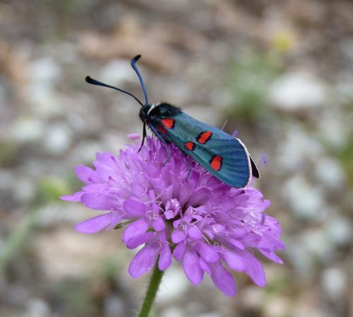 Zygaena lavandulae