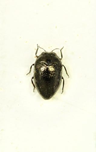 Réf. 66 743 : Trachys quercicola