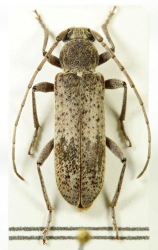 Trichoferus kotschyi