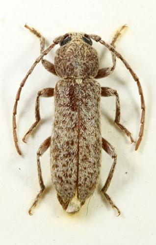 Réf. 66 740 : Trichoferus magnanii