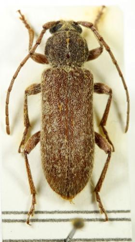 Trichoferus preissi