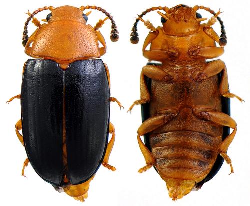 Réf. 66 018 : Triplax scutellaris