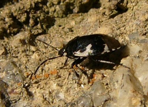 Tritomegas bicolor