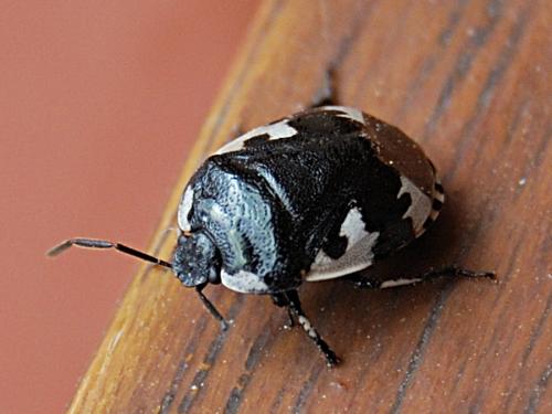 Réf. 66 991 : Tritomegas bicolor