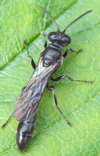 Trypoxylon sp.