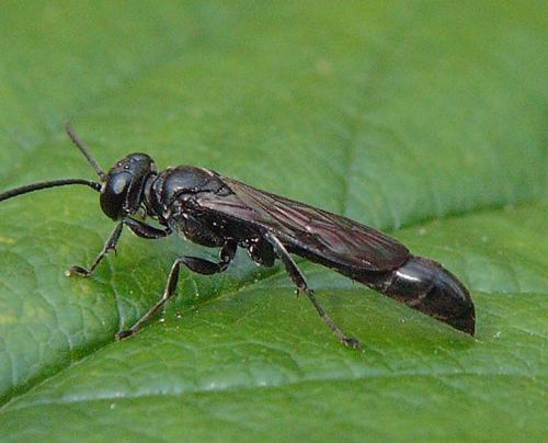 Trypoxylon sp.