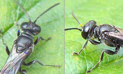 Trypoxylon sp.