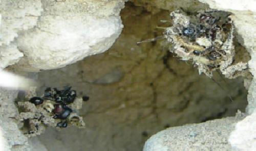 Reduvius sp.