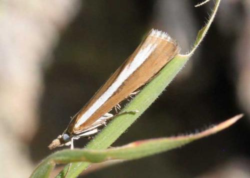 Réf. 66 533 : Catoptria bolivari