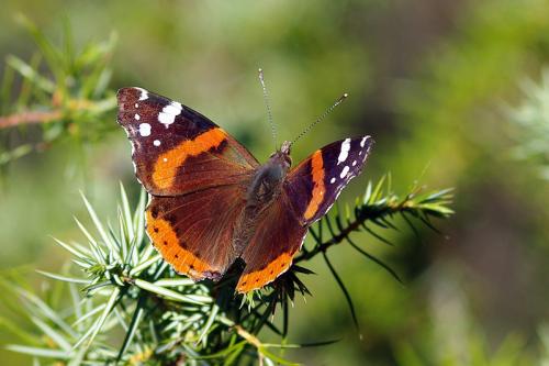 Réf. 66 275 : Vanessa atalanta