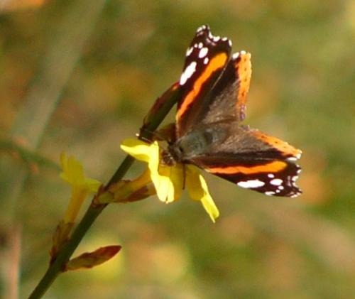 Vanessa atalanta