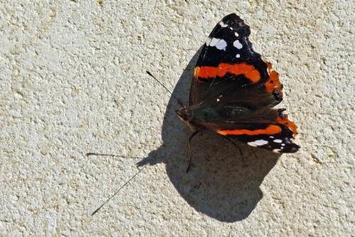 Vanessa atalanta