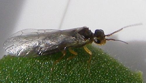 Réf. 66 494 : Xyela sp.