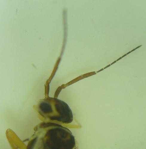 Xyela sp.