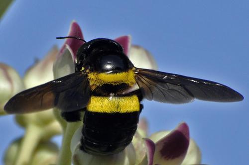 Réf. 66 518 : Xylocopa inconstans