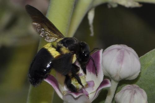 Réf. 66 519 : Xylocopa inconstans