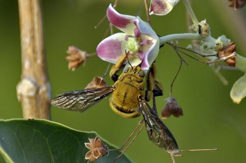 Réf. 66 520 : Xylocopa inconstans