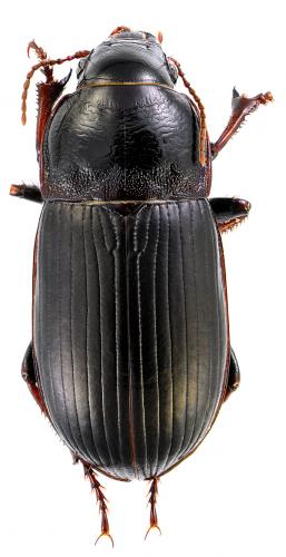 Zabrus tenebrioides