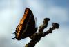 66035 – Photo : Daniel Morel – France (83)