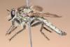Machimus rusticus