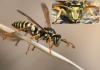 Polistes nimpha
